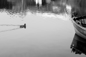 MatevzH-ducks-5