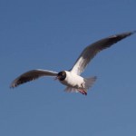 MatevzH-Island-web-3120