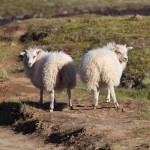MatevzH-Island-web-3153